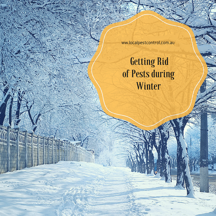 Getting Rid Of Pests During Winter