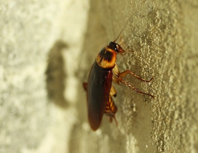 Cockroach Control Services in Newcastle
