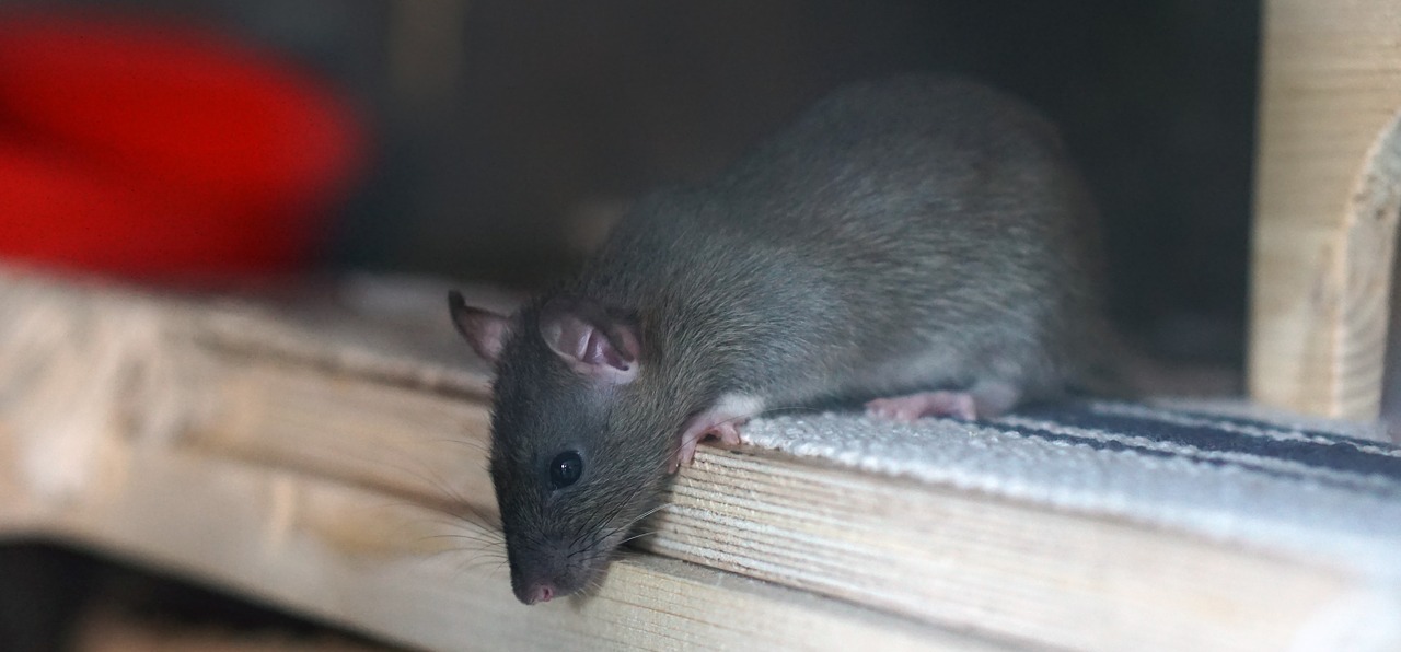 WHAT'S THE DIFFERENCE BETWEEN RATS AND MICE? -