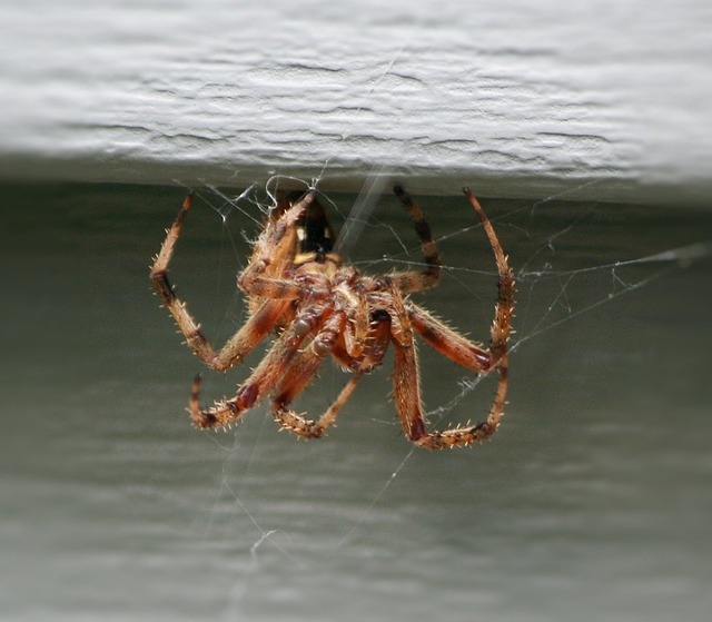 Spider Control Services in Newcastle