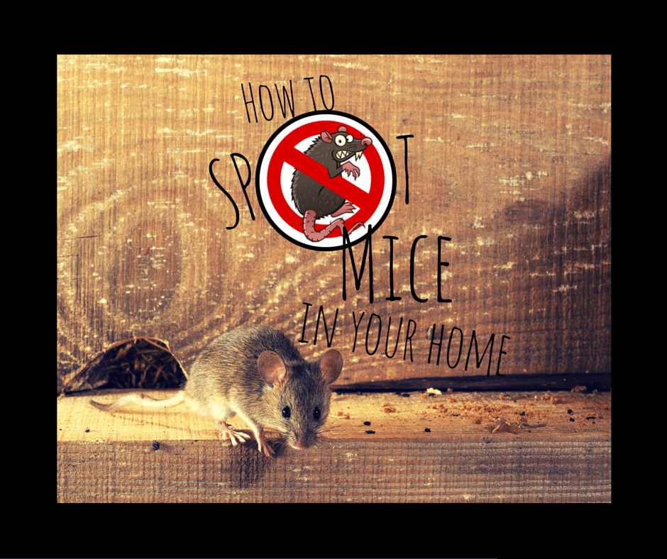 How to spot mice in your home